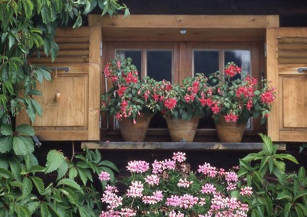 Jakie kwiaty do skrzynek balkonowych sprawdzą się w polskich warunkach?