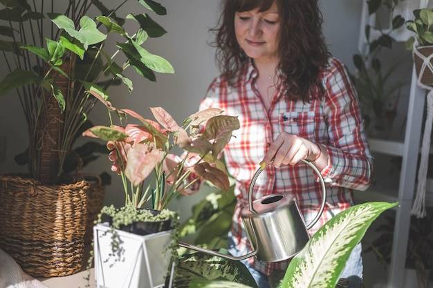 Jak często podlewać wrzosy w domu aby pięknie rosły?