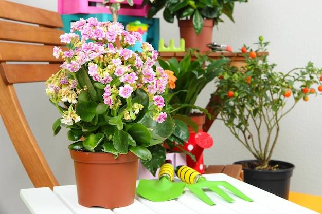 Jakie kompozycje kwiatowe na balkon sprawdzą się w małej przestrzeni?