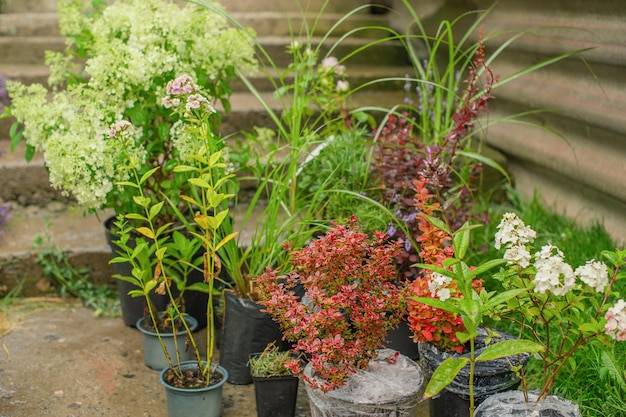 Jakie krzewy w donicach sprawdzą się na balkonie?