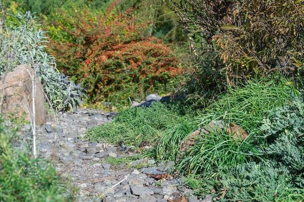 Jakie rośliny na stromą skarpę sprawdzą się w ogrodzie?