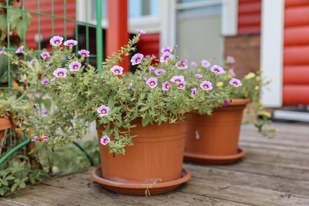 Jakie wybrać kwiaty na balkon aby cieszyć się pięknem przez cały sezon?