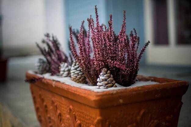 Wrzos w doniczce jak pielęgnować żeby długo cieszył oko