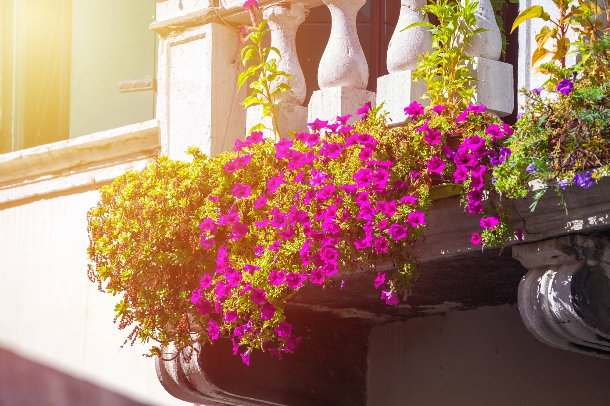 Jakie kwiaty na balkon od południa sprawdzą się w pełnym słońcu?