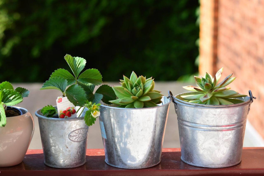 Jakie rośliny posadzić na balkonie aby cieszyć się zielenią przez cały sezon